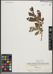 Foto von Salix phylicifolia L.